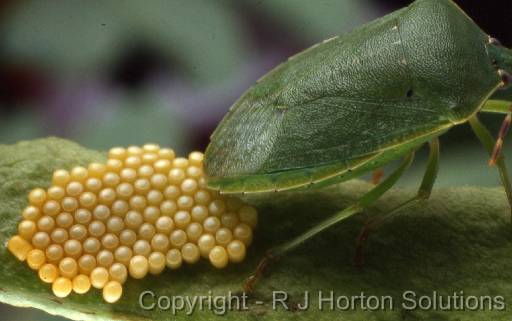 Green Vegetable Bug 